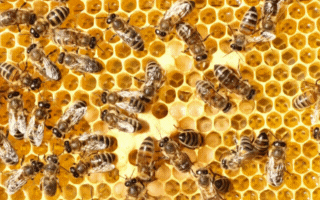 Honey bees working on a honeycomb