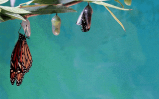 Monarch butterflies emerging from chrysalises