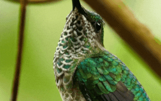 Green hummingbird perched on a branch