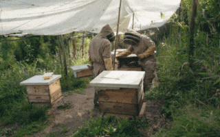 Beekeepers tending hives on a green hillside