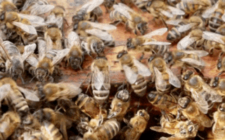 Honey bees covering a hive frame