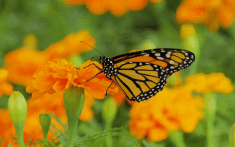 Monarch butterfly feeding on orange marigolds