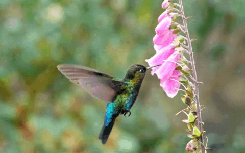 Hummingbird feeding from a pink foxglove flower