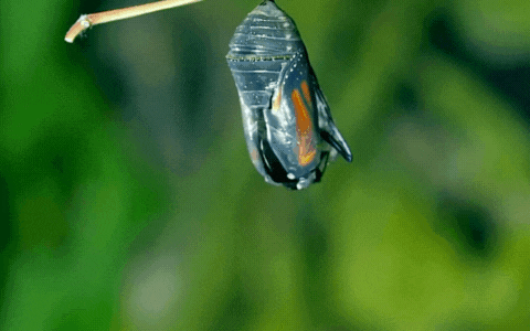 Monarch butterfly chrysalis hatching